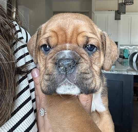 Photo of Moochi