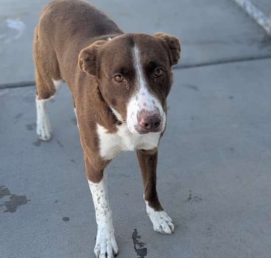 Photo of Daisy