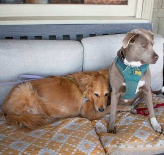 Photo of Georgia & Maddie (Bonded Pair)