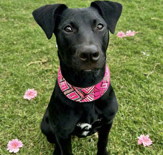 Photo of Lily