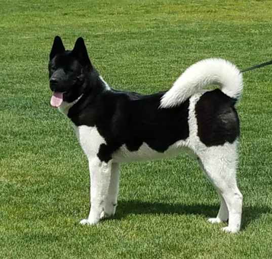 Photo of Kuma