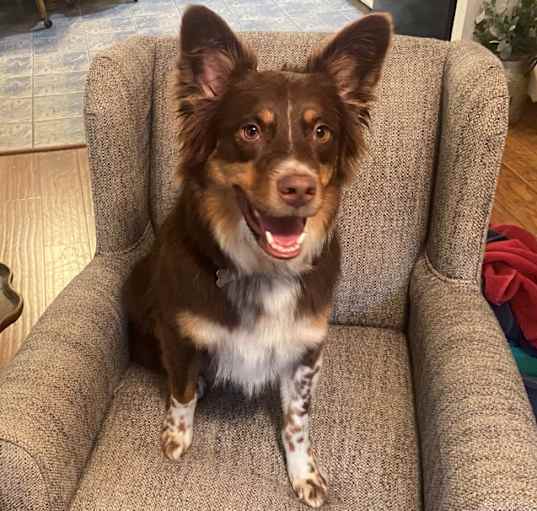 Photo of Scout