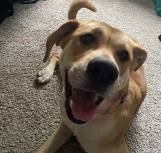 Photo of Whiskey