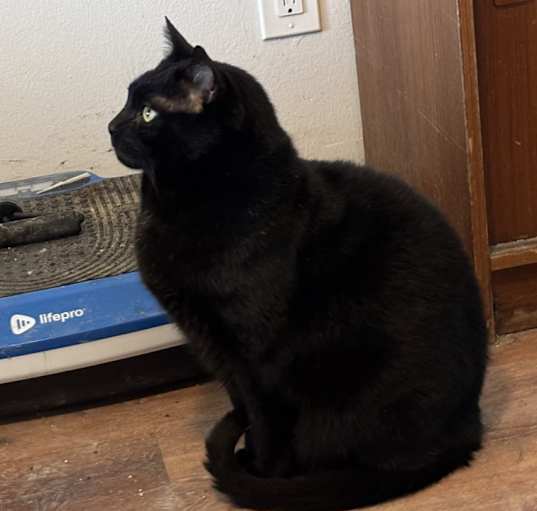 Photo of Coal