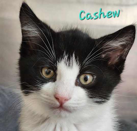 Photo of Cashew