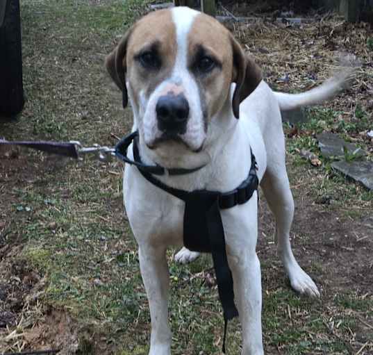 Photo of Deuce