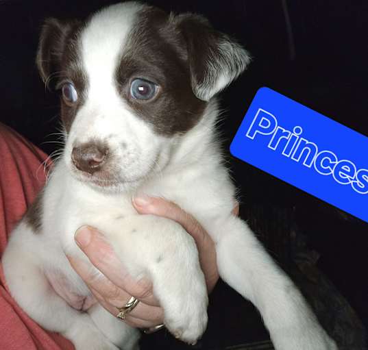 Photo of Princess