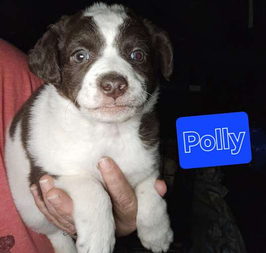 Photo of Polly