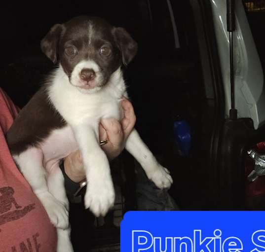 Photo of Pinkie Sue(I am tiny)