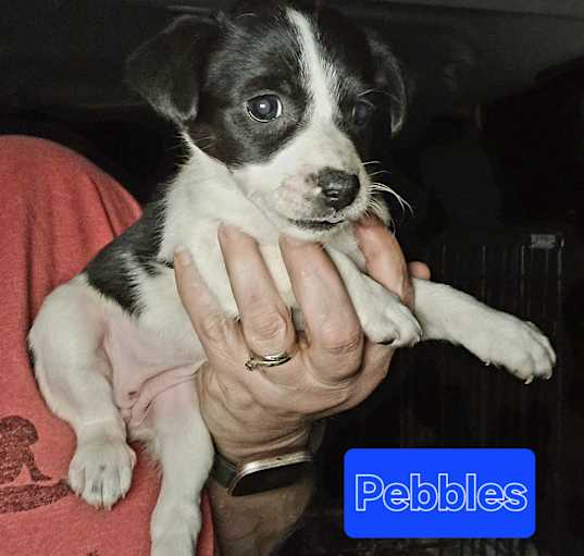 Photo of Pebbles
