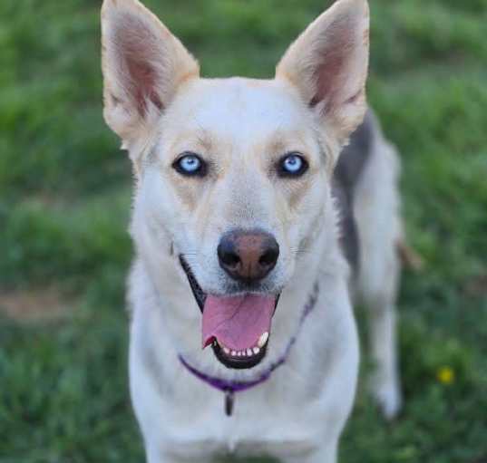 Photo of Iris