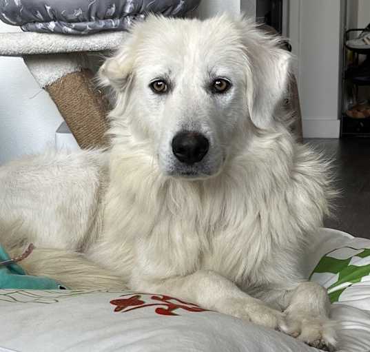 Photo of Snow White (dwarf)