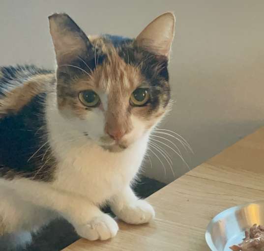 Photo of Blossom