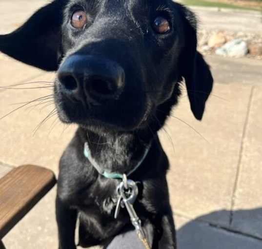 Photo of Pebbles