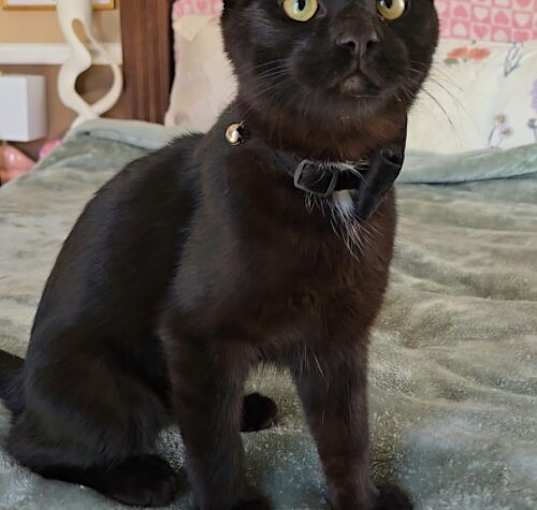 Photo of Sirius