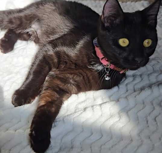 Photo of Bellatrix