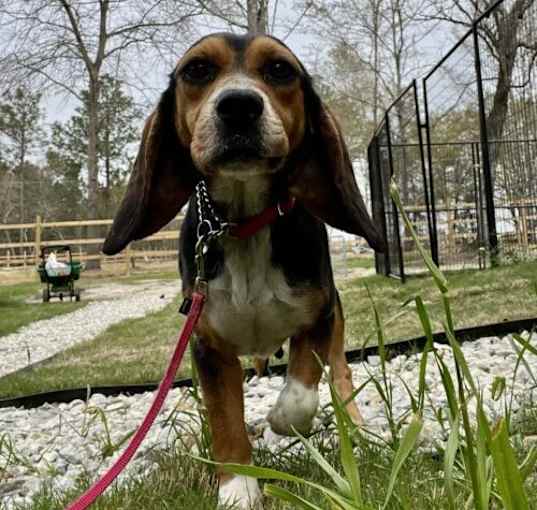 Photo of Rosemary
