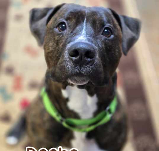 Photo of Deebo