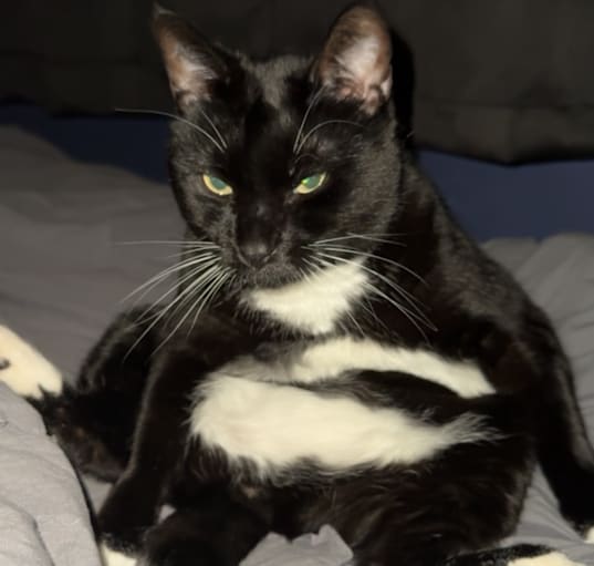 Photo of Beebee