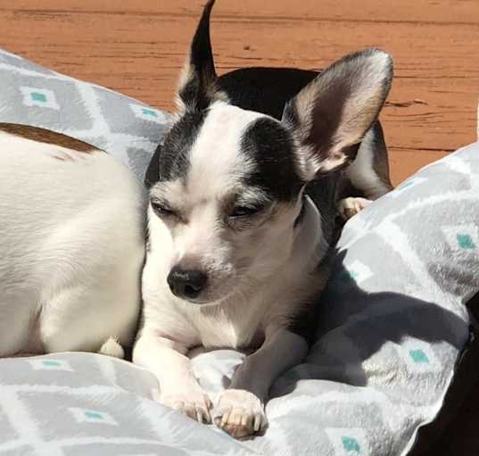 Photo of Romeo