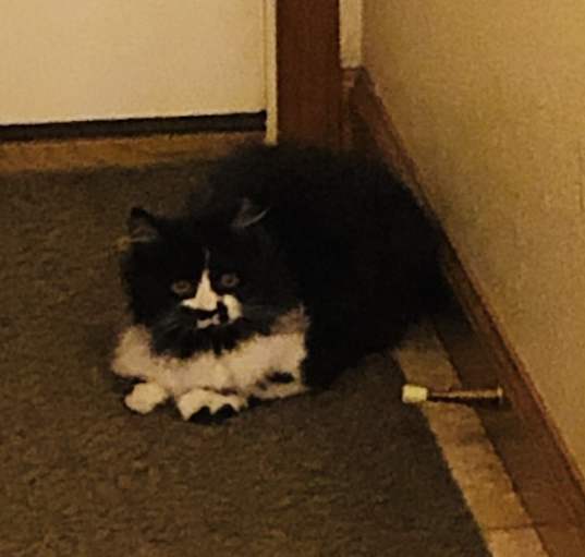 Photo of Coco
