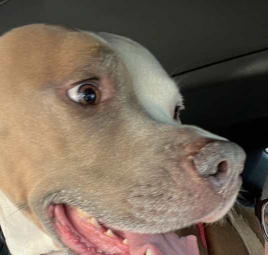 Photo of Cocoa