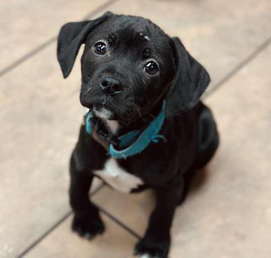 Photo of Obie