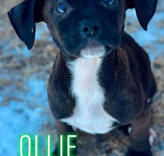 Photo of Ollie
