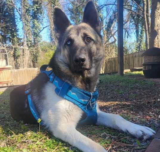 Photo of Rollo