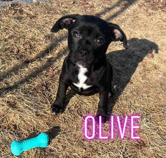 Photo of Olive