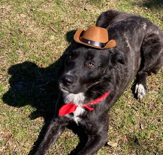 Photo of Roscoe