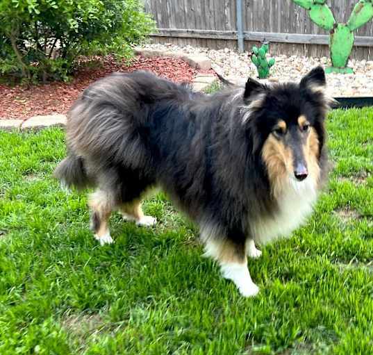 Photo of Star