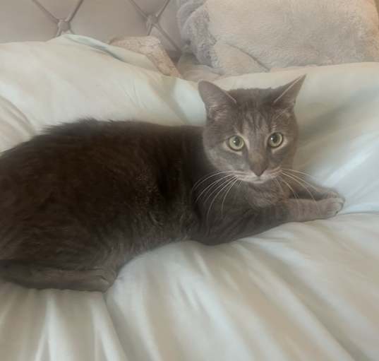 Photo of Smokey