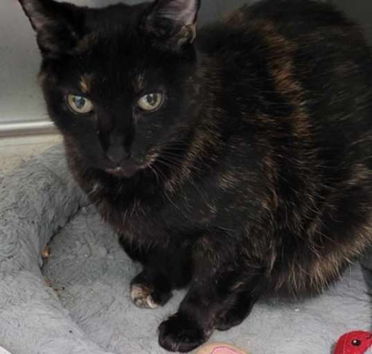 Photo of Minette