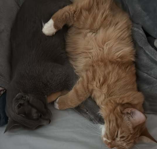 Photo of Kuna and Hyun