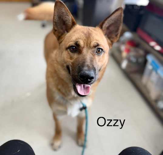 Photo of Ozzy