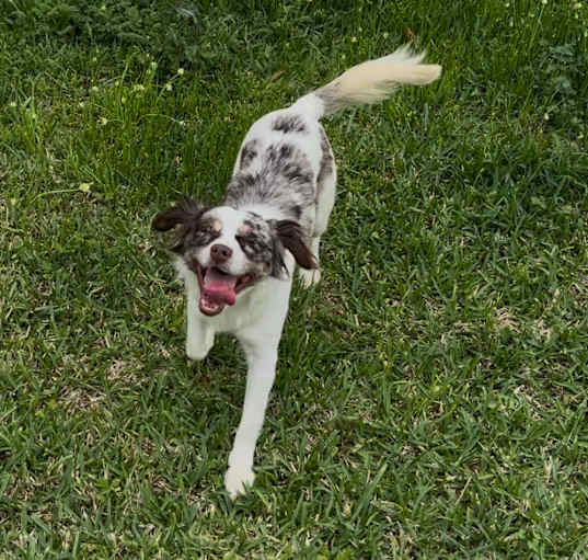 Photo of Teddy