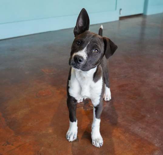 Photo of Harley