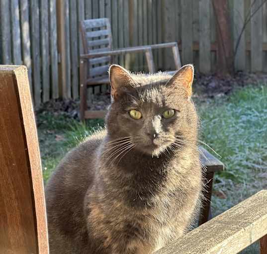 Photo of Torti