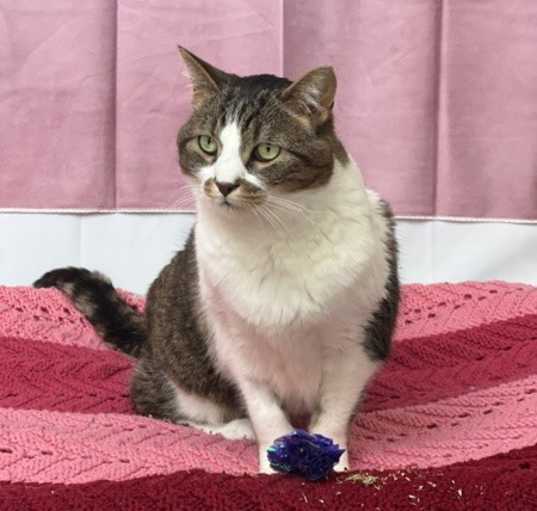 Photo of Millie