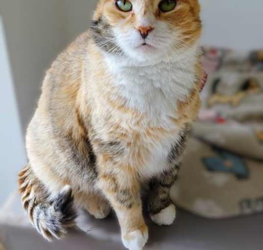 Photo of Savanna