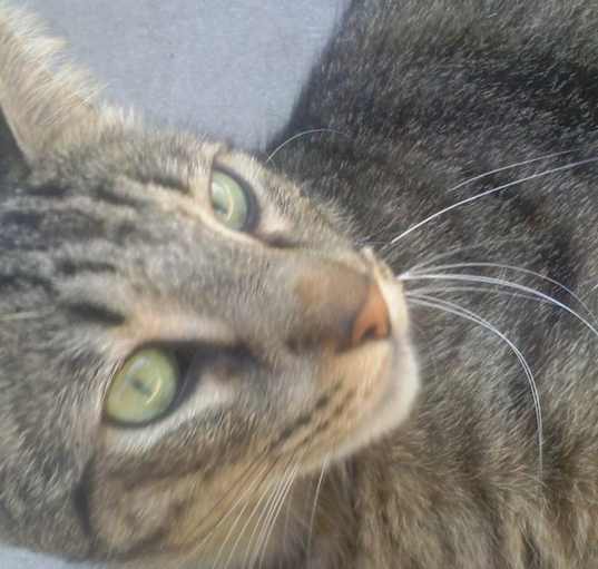 Photo of Baby Boy Niles