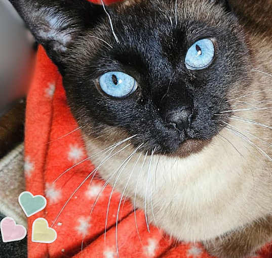 Photo of Jojo
