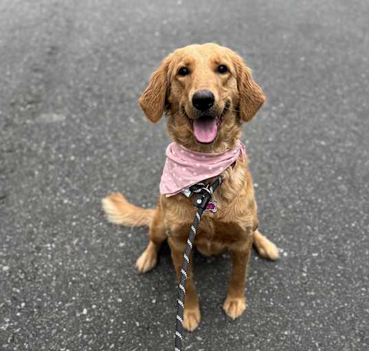 Photo of Molly (Golden Retriever)