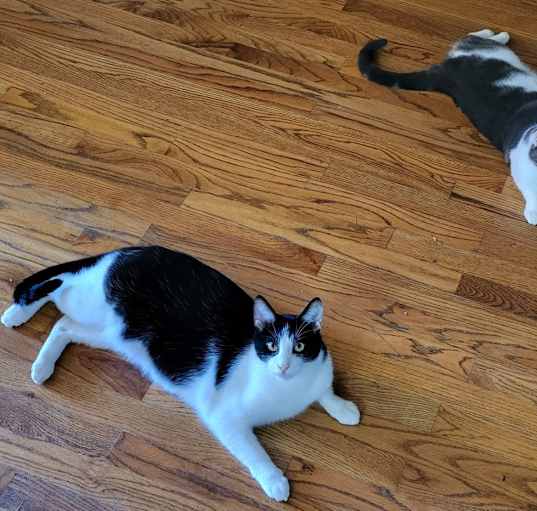 Photo of shadow and smoky bear