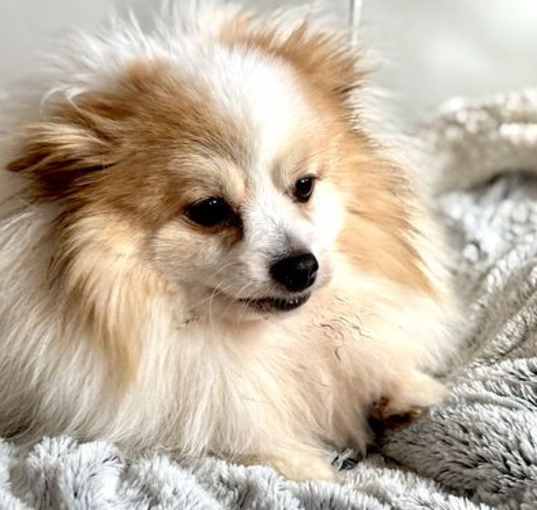 Photo of Snowball D6039