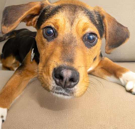 Photo of RAIDER