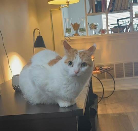 Photo of Oscar
