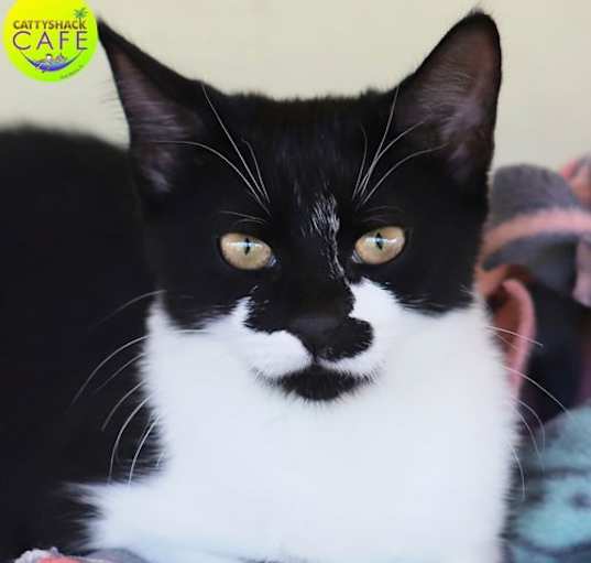Photo of Oreo - CSC