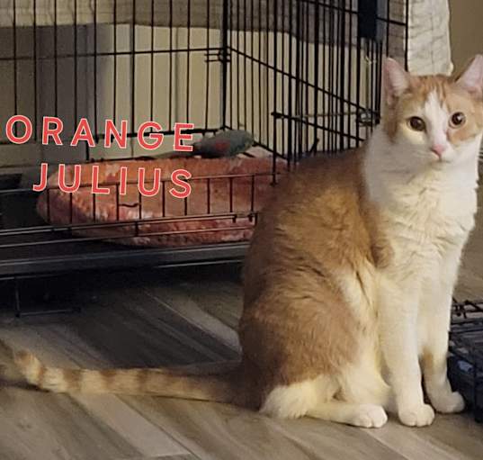 Photo of Julius